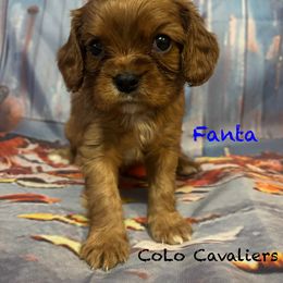 Fanta - Ruby male Cavalier King Charles Spaniel puppy in Leonard, Michigan from CoLo Cavaliers