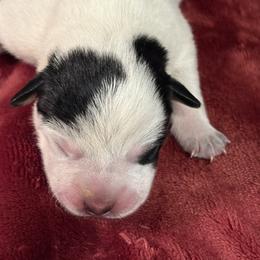 KF2 - Blue mottled female Australian Cattle Dog puppy in Libby, Montana from RnB Cattle Dogs LLC