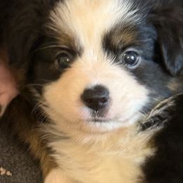 Boy 4 - Black tri male Toy Australian Shepherd puppy in Corydon, Indiana from Arbuckle’s Lookin Good Aussies (LGA)