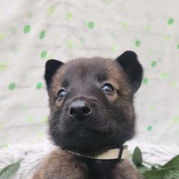 Tan - Fawn sable male Belgian Malinois puppy in Boise, Idaho from Wings of Freedom Retrievers and Malinois