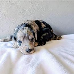 Waffle - Blue merle male Aussiedoodle puppy in Sparta, Missouri from Sis' Doodles & Poodles