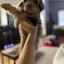 Aussiedoodle Puppies from CF Aussiedoodles