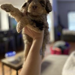 Aussiedoodle Puppies from CF Aussiedoodles