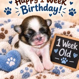 Nemo - Liver and white male Shih Tzu puppy in Cook County, Illinois from My Tzu Crew