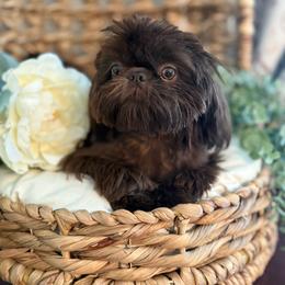 Bailey - Shih Tzu