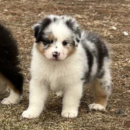Girl 3 - Blue merle Australian Shepherd puppy in Carr, Colorado from Tomahawk Australian Shepherds