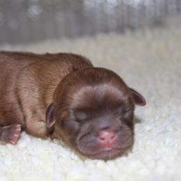Boy 4 - Liver male Shih Tzu puppy in Eunice, Louisiana from 4J's Cajun Kennels