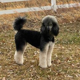 Ziva - Poodle