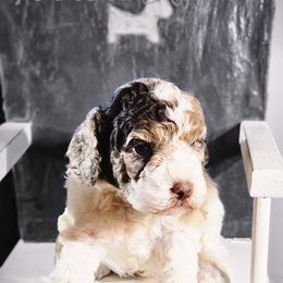 Cockapoo Puppies from Royal Cockapoo Playhouse