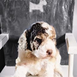 Cockapoo Puppies from Royal Cockapoo Playhouse