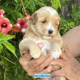 Tan collar boy - Apricot male Goldendoodle puppy in Fairfield, California from Twin Sisters Doodles
