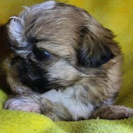 Brownie - Chocolate male Shih Tzu puppy in Willard, Utah from Shih-tzu Queen