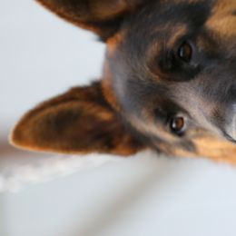 Conor - German Shepherd