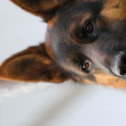 Conor - German Shepherd