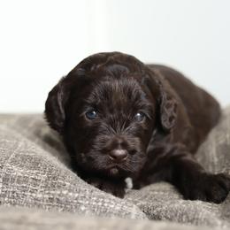 Pink - Chocolate female Australian Labradoodle puppy in Williamstown, New York from Lewis Manor Labradoodles