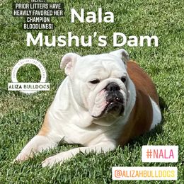Nala - Bulldog