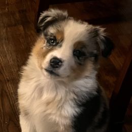 Bluesbee - Blue merle male Australian Shepherd puppy in Lebanon, Oregon from Mt. Hope Aussies