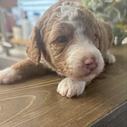 Waldo - Apricot male Poodle puppy in Hemet, California from Vallevistadoodles
