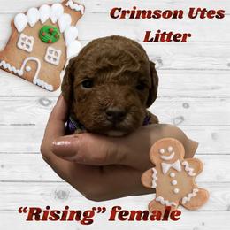 Poodle Puppies from Mountain Valley Poodles