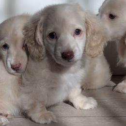 Frostine - Cream female Dachshund puppy in San Diego, California from Sweetheart Doxies LLC