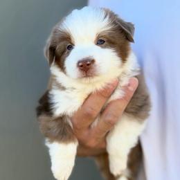 Destiny - Red merle female Toy Australian Shepherd puppy in Riverton, Utah from Iron Spirit Homestead & Aussies