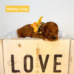 Honey crisp - Red  female Goldendoodle puppy in West Haven, Utah from Split Mountain Doodles