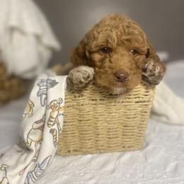 Goldendoodle Puppies from Joe and Dogs