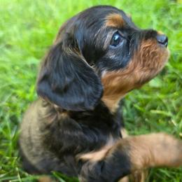 Triple Chocolate Fudge Cake - Black and tan male Cavapoo puppy in Lewisburg, Pennsylvania from Jessie's Puppies
