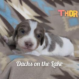 Thor - Fawn (isabella) and cream male Dachshund puppy in Grove, Oklahoma from Dachs on the lake