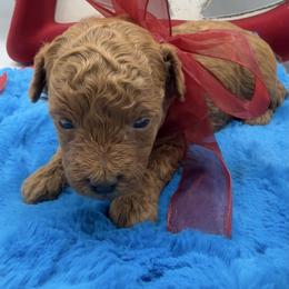 Abu - Red  male Goldendoodle puppy in Central, Arizona from Desert Valley Doodles