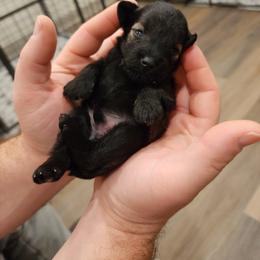 Miniature Schnauzer Puppies from J&K's Miniature Schnauzers