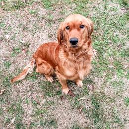 Dottie - Golden Retriever