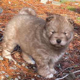 Arbor - Red and white female Siberian Husky puppy in Everett, Washington from Addison Grove Huskies