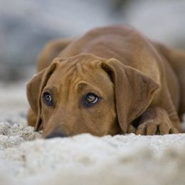 Rhodesian Ridgeback Puppies from On The Rocks Rhodesian Ridgebacks