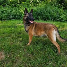 Aino - Belgian Malinois