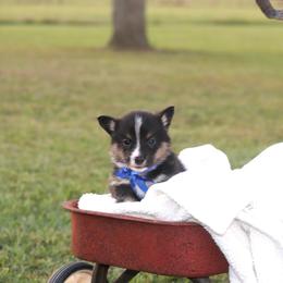 Boy 1 Blue - Black and tan male Pembroke Welsh Corgi puppy in Ville Platte, Louisiana from Flat town corgis