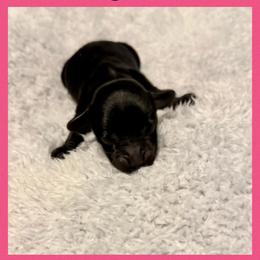 Doxiepoo Girl 1 - Black female Dachshund puppy in Michigan from Amberly's Dachshunds