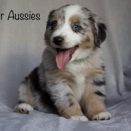 Australian Shepherd Puppies from Bright Star Aussies