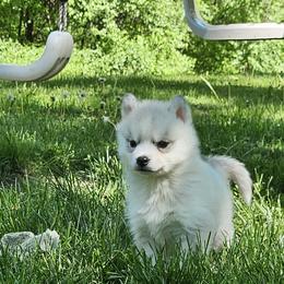 Tiny Tim - Gray and white male Siberian Husky puppy in Wisconsin from Liberty Siberians