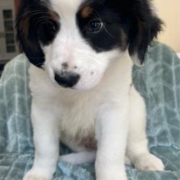 Mochi - Parti male Goldendoodle puppy in Lowville, New York from Adirondack Labradoodles