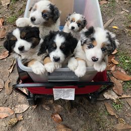 Miniature American Shepherd Puppies from Dynasty Minis - Georgia