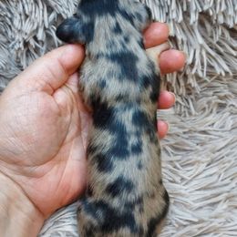 GAVIN - Dapple male Dachshund puppy in Swink, Oklahoma from Palali Farm