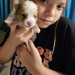 Pomeranian Puppies from Moon Howlers Pomeranians