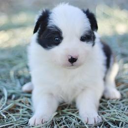 Annie - Black and white female Border Collie puppy in Hesperus, Colorado from I&A Border Collies