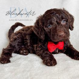 Moose - Chocolate male Goldendoodle puppy in Amarillo, Texas from Blackwater Doodles