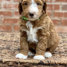 Goldendoodle Puppies from Elimwood Farm Goldendoodles
