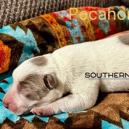 Pocahontas - Red speckled female Australian Cattle Dog puppy in Floyd, Virginia from Southern Charm Heelers
