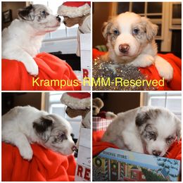 Australian Shepherd Puppies from Not Of This World Australian Shepherds