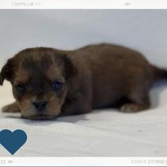 Beignet - Blue and tan male Shorkie puppy in Delta, Colorado from SATA Kennels