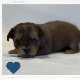Beignet - Blue and tan male Shorkie puppy in Delta, Colorado from SATA Kennels